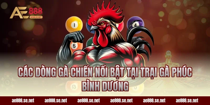 Các dòng gà chiến nổi bật tại trại gà Phúc Bình Dương