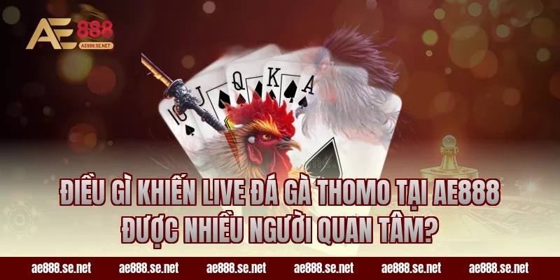 Điều gì khiến live đá gà Thomo tại AE888 được nhiều người quan tâm?