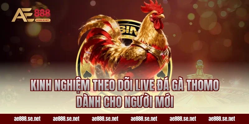 Kinh nghiệm theo dõi live đá gà Thomo dành cho người mới